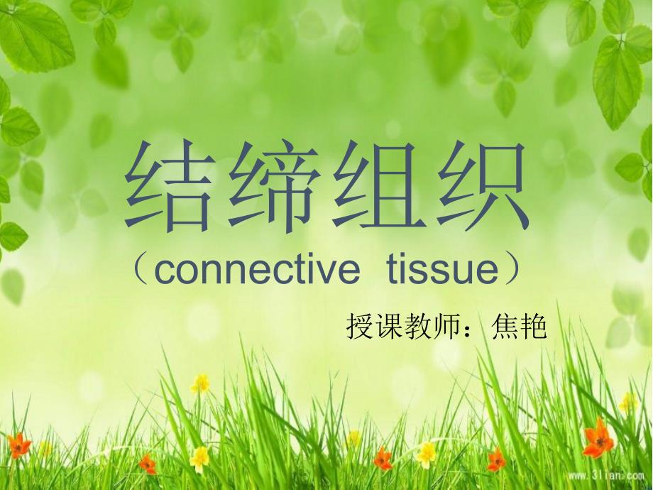 组织学和胚胎学结缔组织_第1页