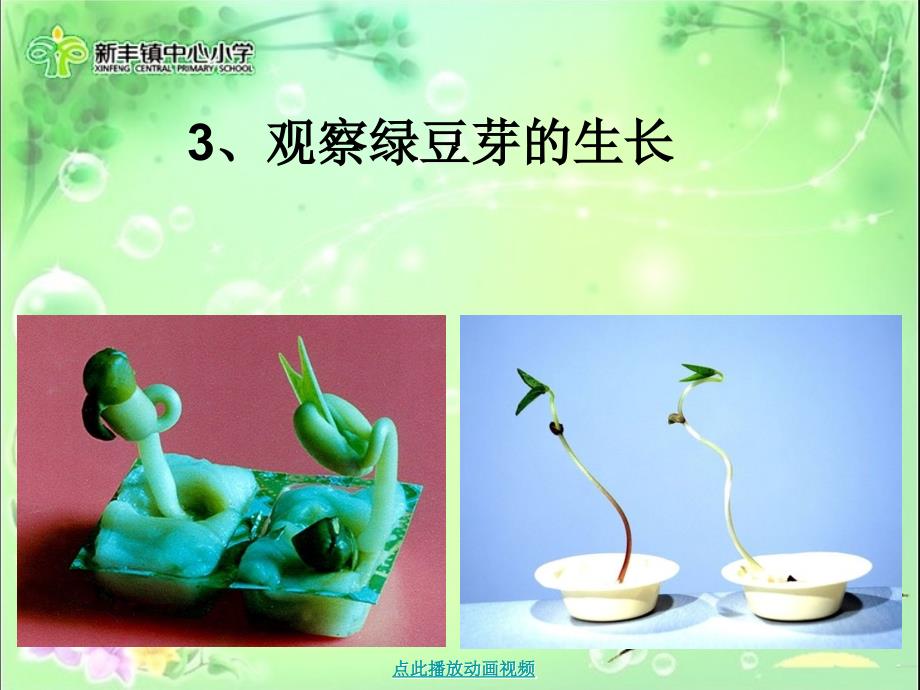 一3观察绿豆芽的生长-鱼_第1页