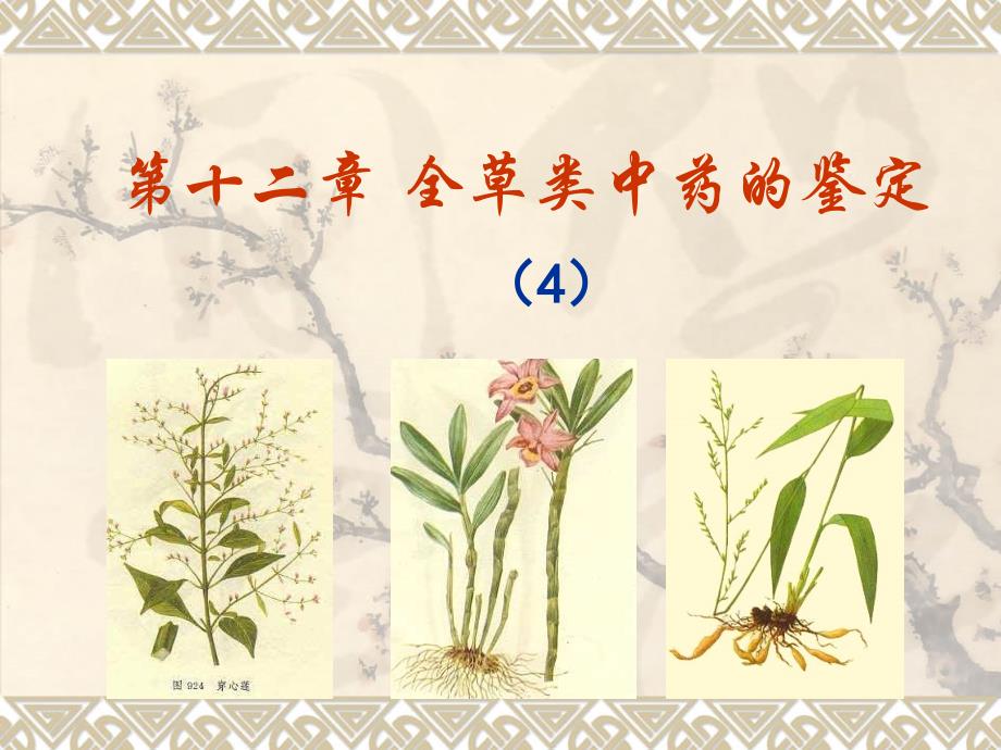 全草类中药(4)_第1页