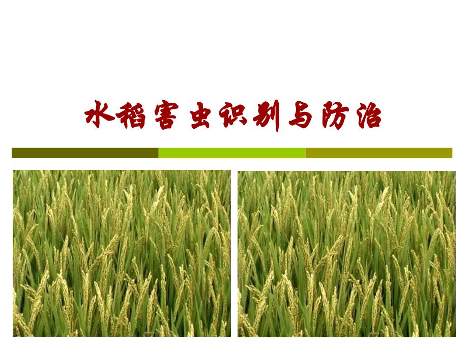 水稻害虫识别与防治_第1页