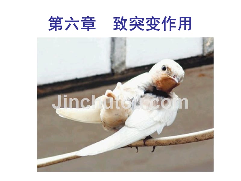 毒理学第06章__食物中化学物质的致突变作用及评价剖析._第1页
