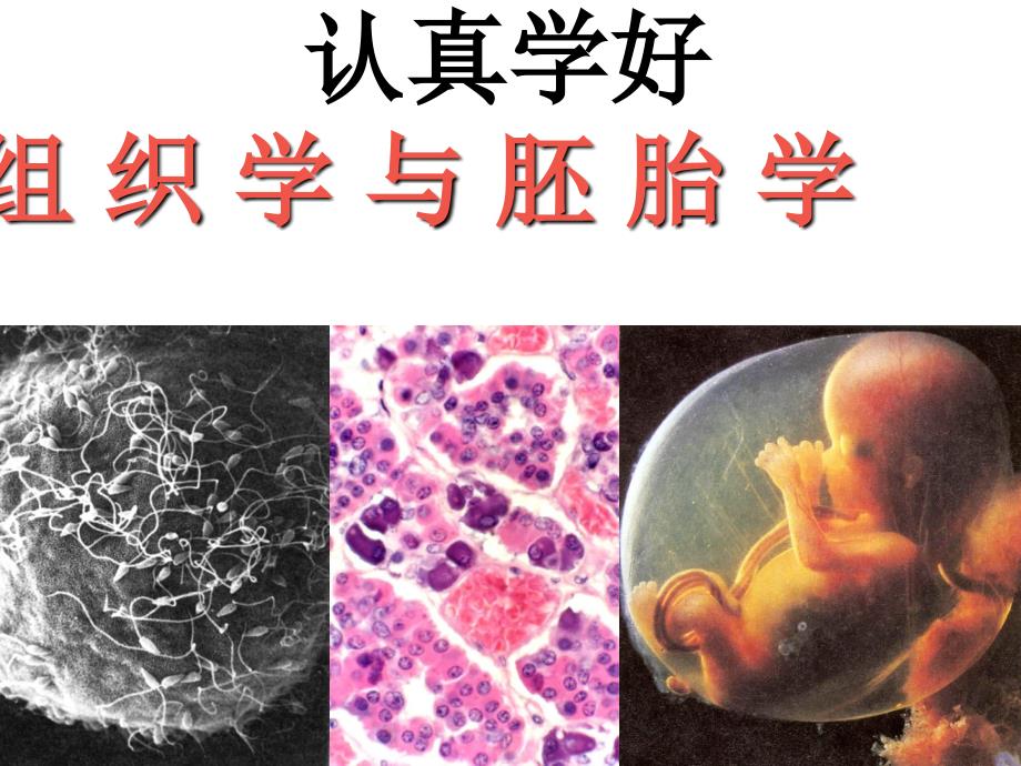 第1.2章绪论上皮组织剖析_第1页