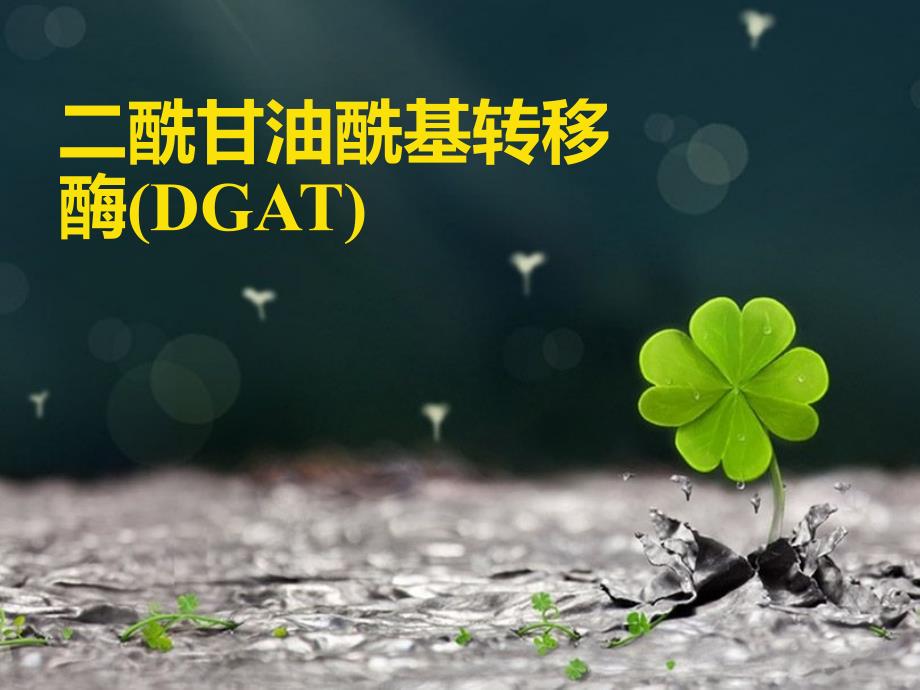 二酰甘油酰基转移酶_第1页