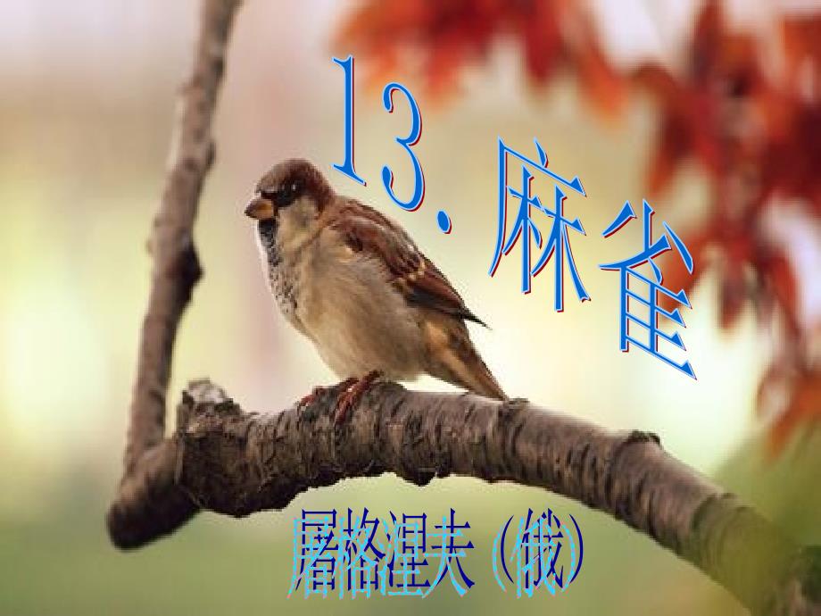 小学四年级.上册.语文s版.第十三课麻雀_第1页