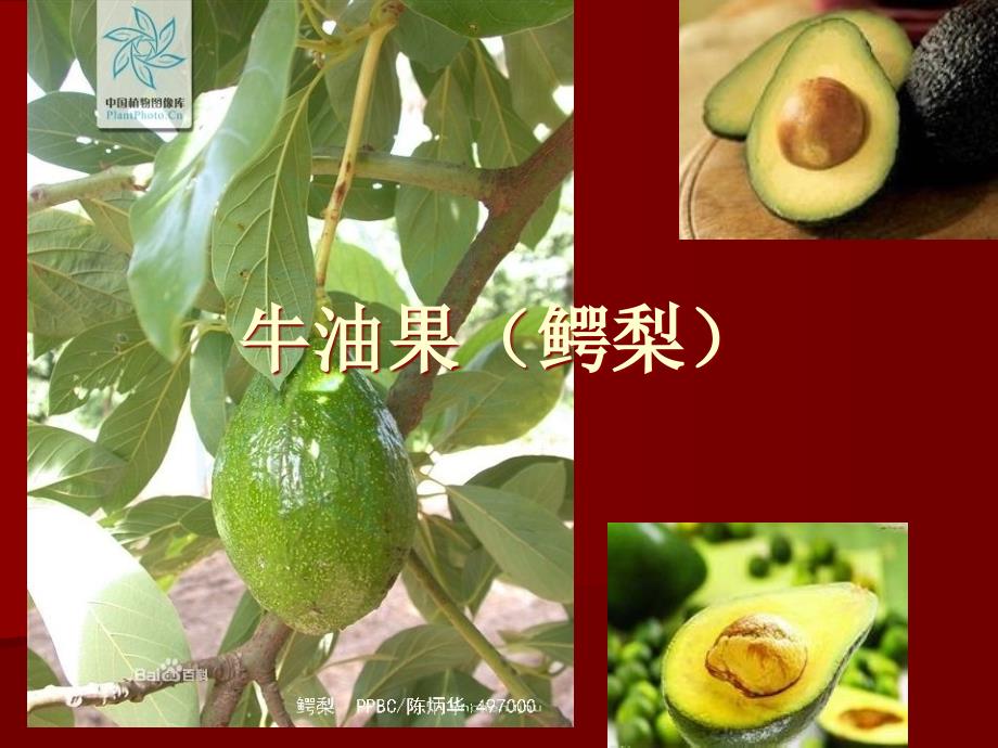 牛油果(鳄梨)_第1页