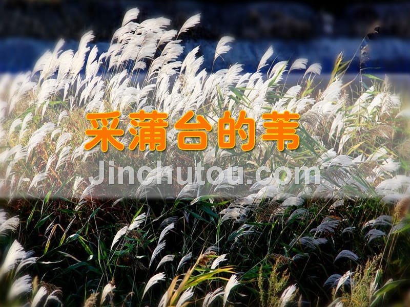 五年级上册语文课件-3.13采蒲台的苇丨沪教版_第1页