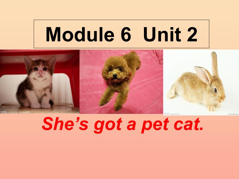 三年级英语上册 unit 2 she’s got a pet cat课件 外研版_第1页
