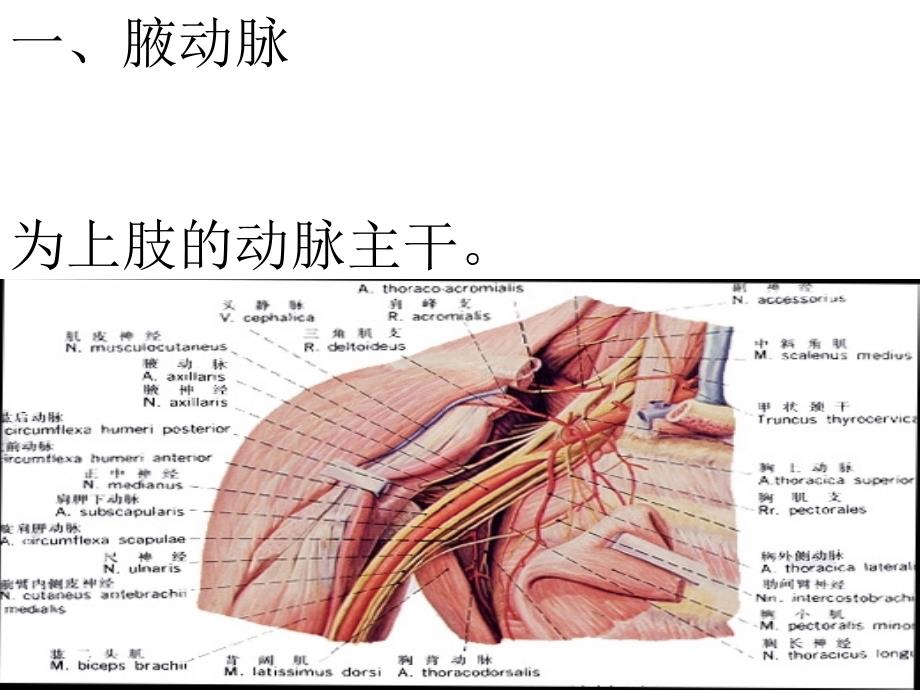四肢动脉_第1页