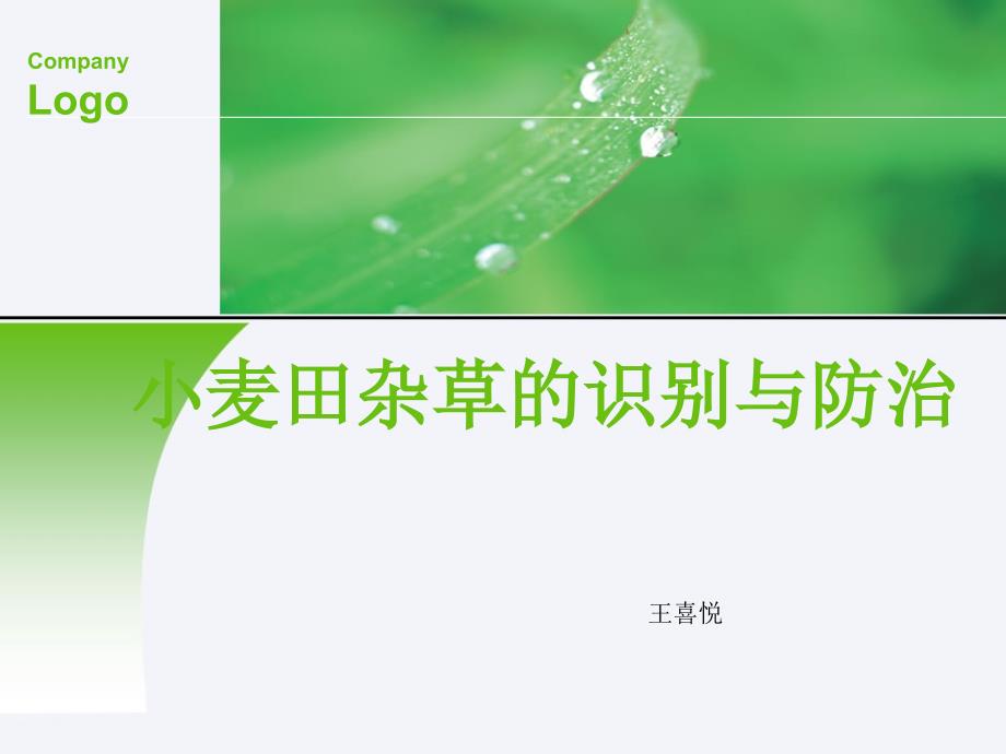 小麦田杂草的识别与防治资料_第1页