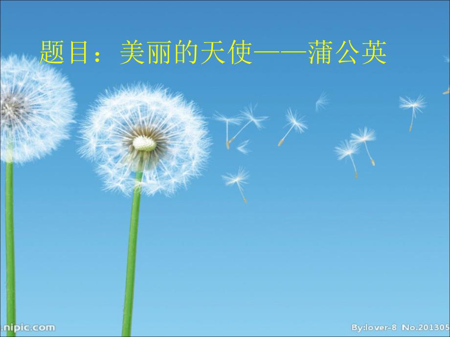 题目美丽的天使——蒲公英_第1页