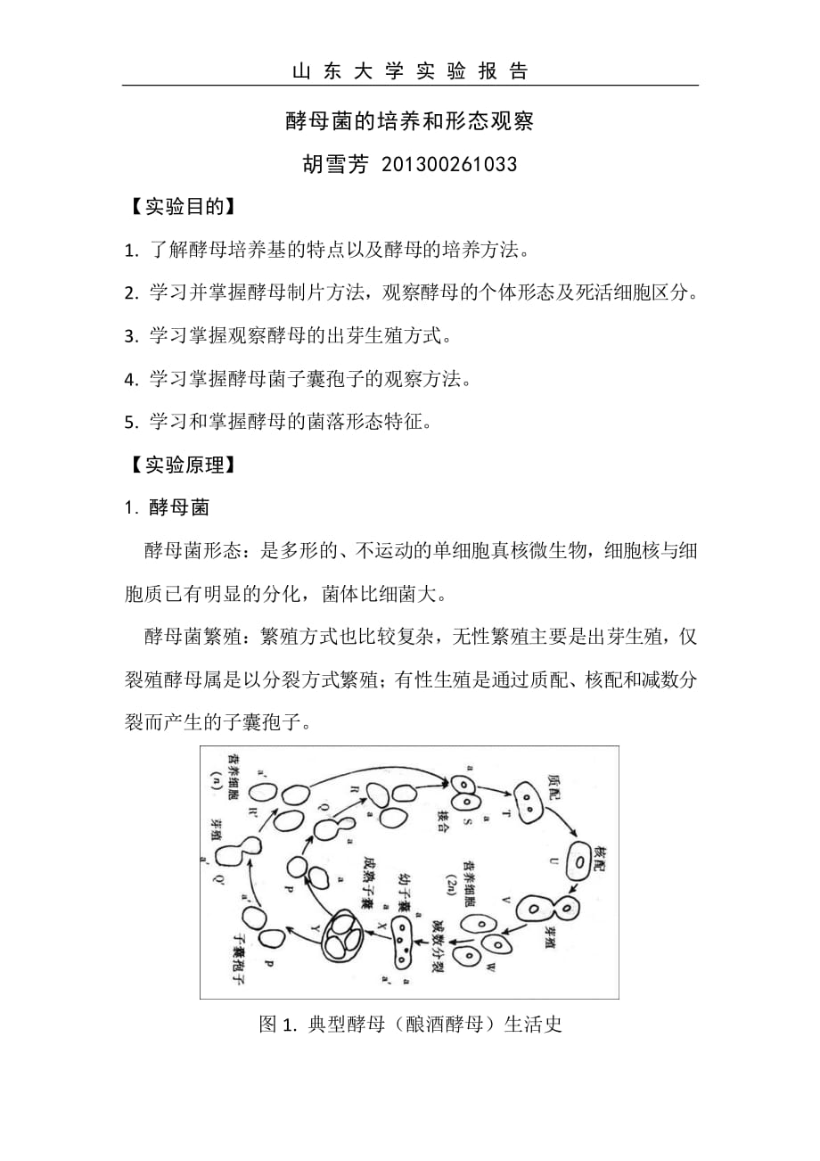酵母菌的培养和形态观察资料_第1页