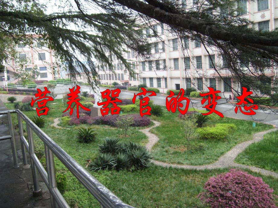 植物营养器官的变态.ppt_第1页