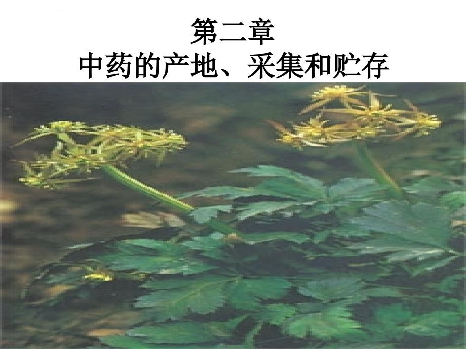 新世纪中药课件第02章_1.ppt_第1页