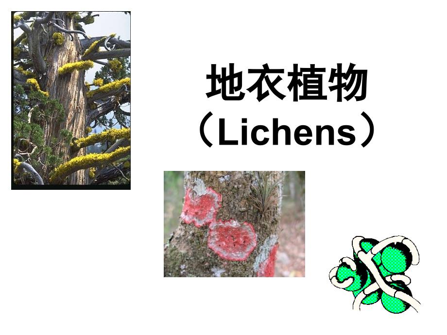 地衣门（Lichens）_第1页