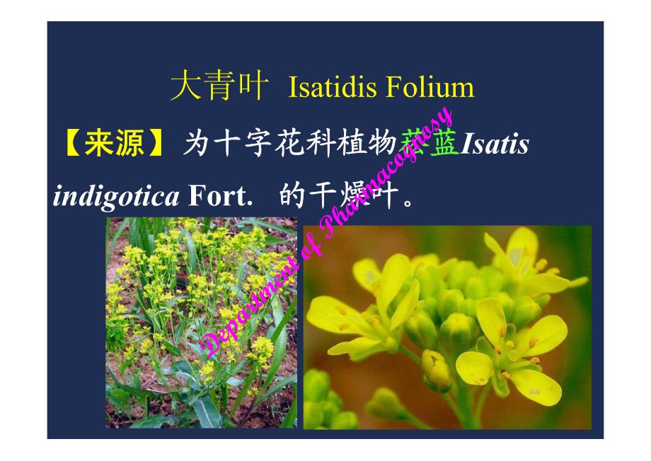 生药学十字花科藤黄科_第1页