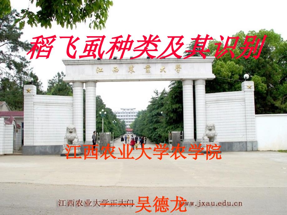 防虫治病·稻飞虱_第1页