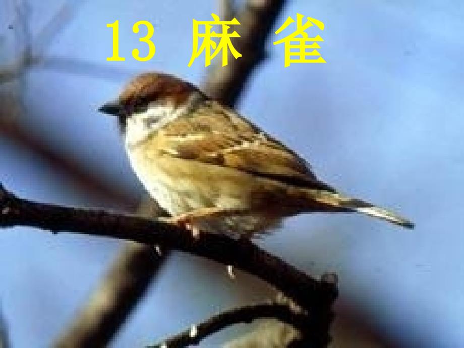 S版小学四年级语文上册13课《麻雀》课件_第1页