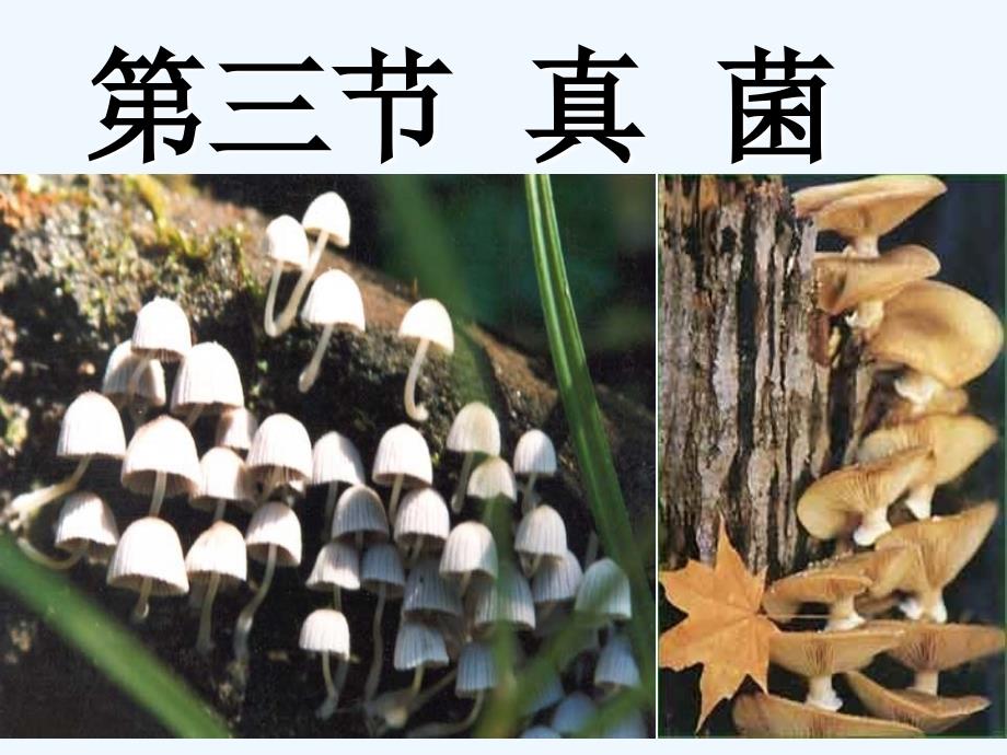 生物人教版初二上册真菌教学课件_第1页