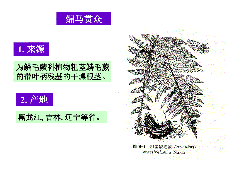 1.绵马贯众_第1页