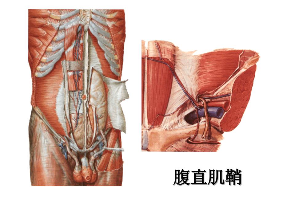 腹直肌鞘_第1页