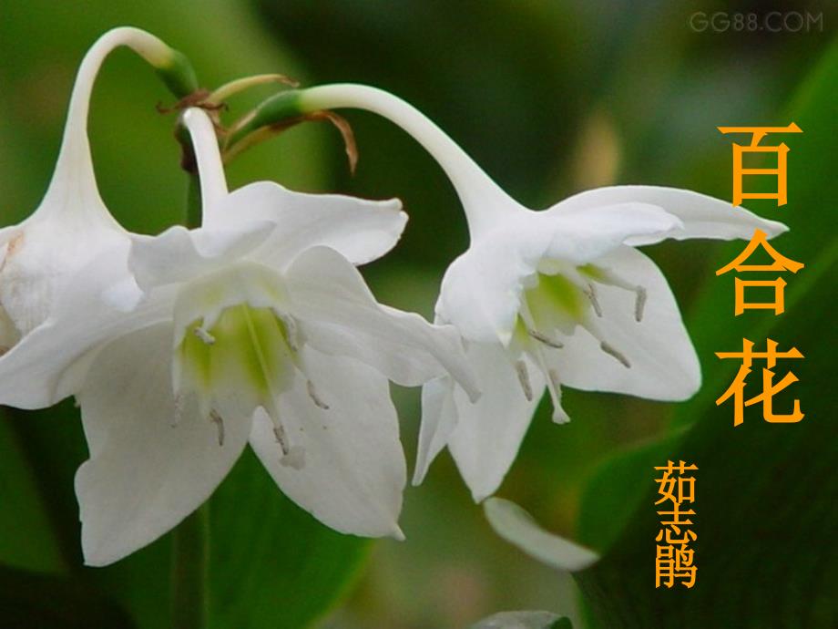 百合花小说课件资料_第1页