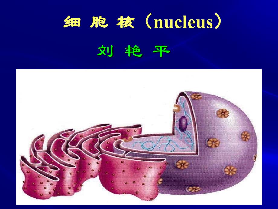 细 胞 核（nucleus）_第1页