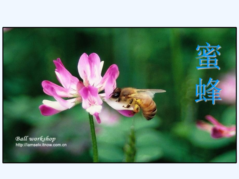 人教版语文三年级上册14、蜜蜂_第1页