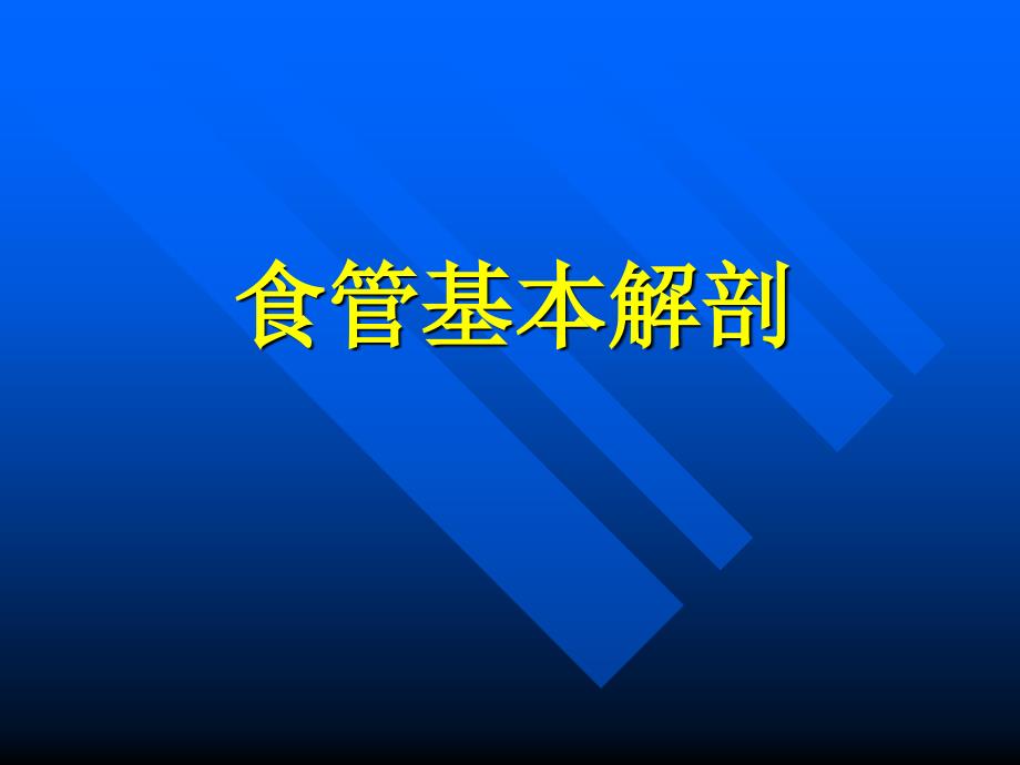 食管基本解剖资料_第1页