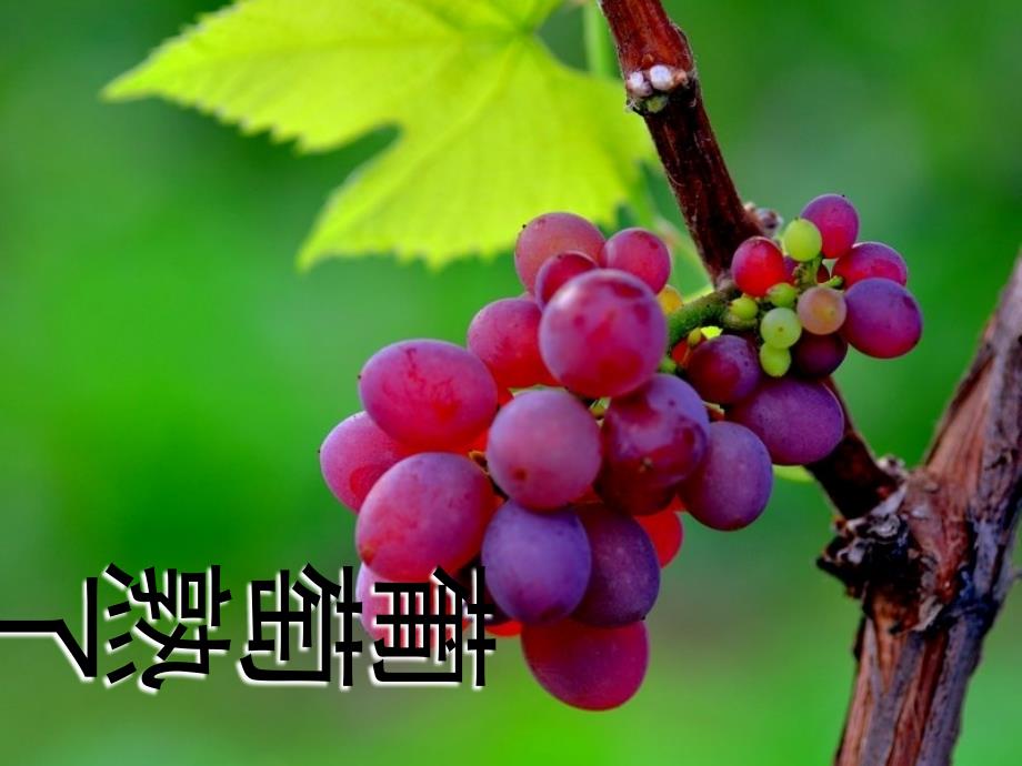 （精品教育）《葡萄熟了》课件_第1页