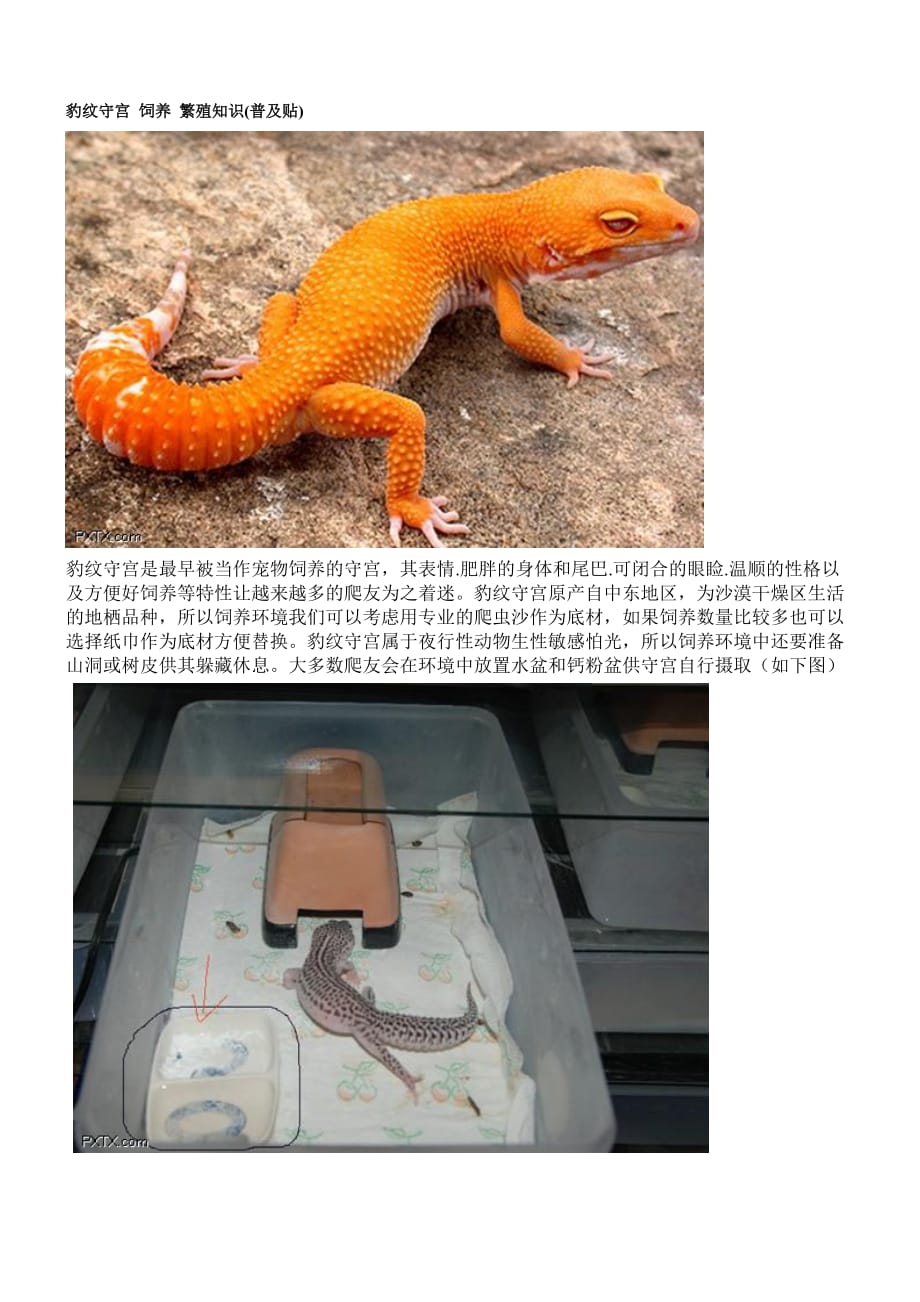 豹纹守宫饲养繁殖专业技术_第1页
