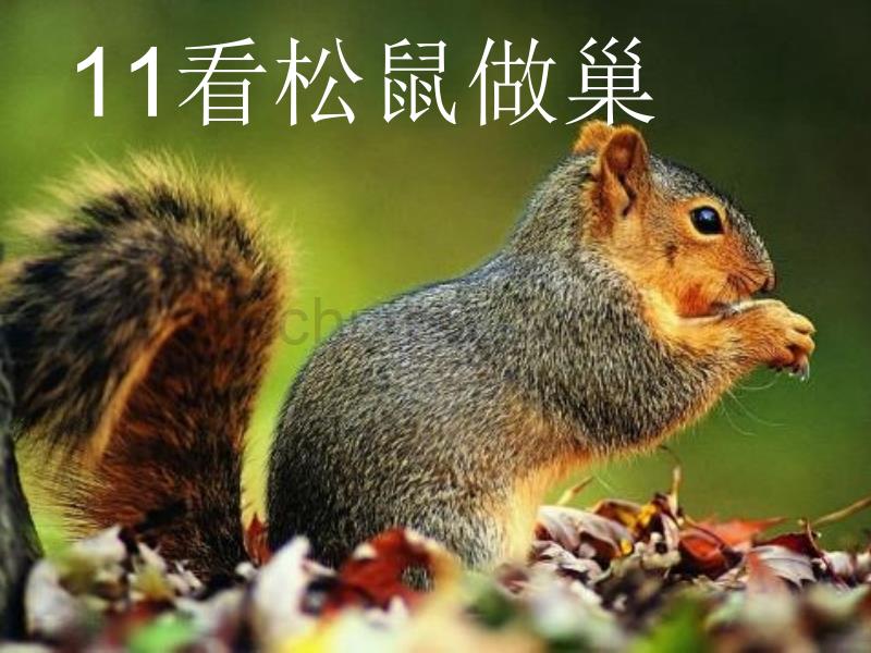 四年级语文上册第四单元看松鼠做巢3鄂教_第1页