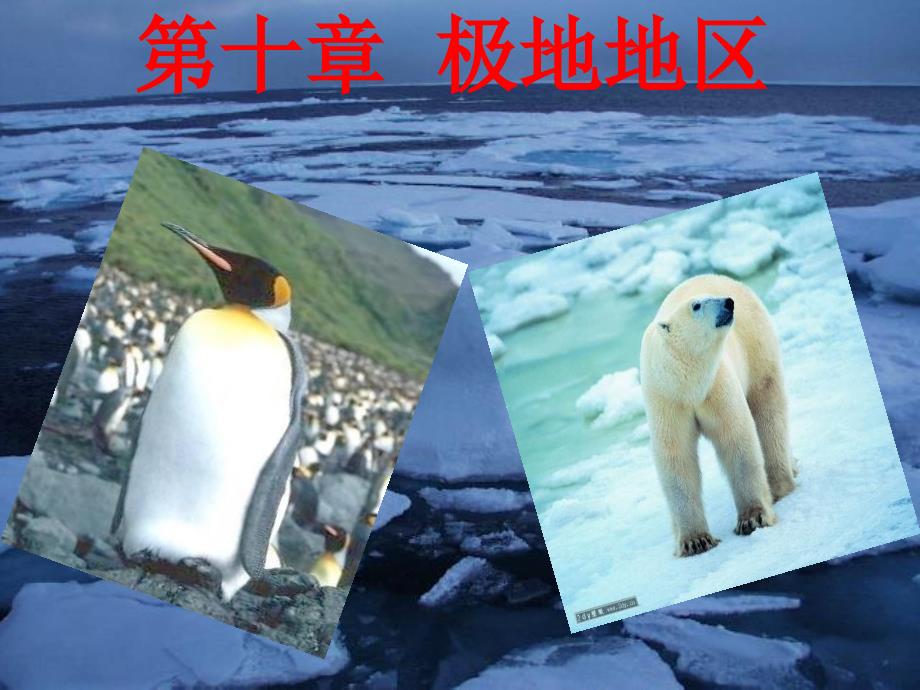 人教版七年级地理下册第十章--极地地区._第1页