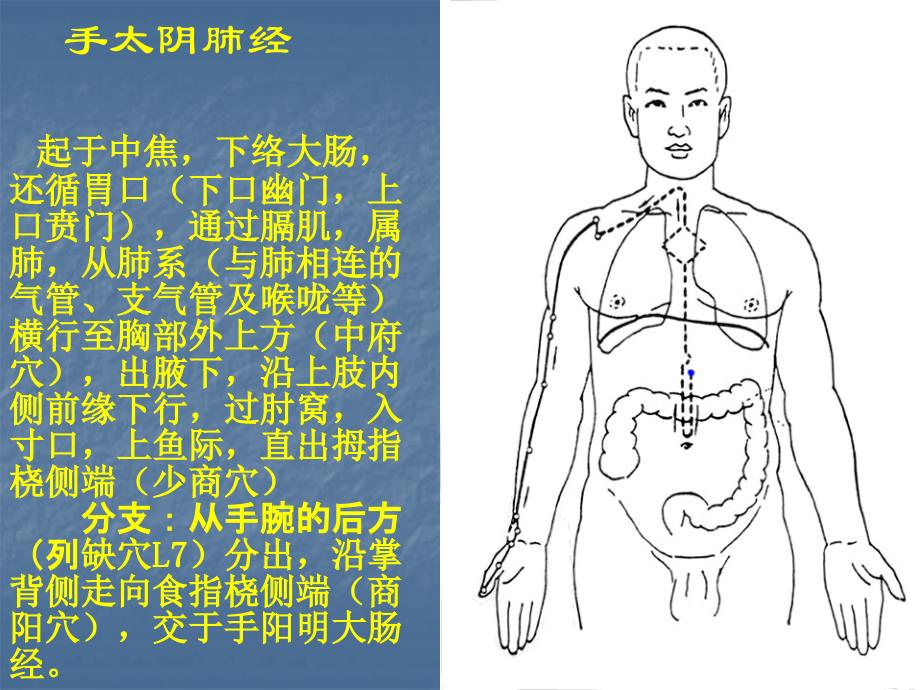 人体12经络走向图资料_第1页