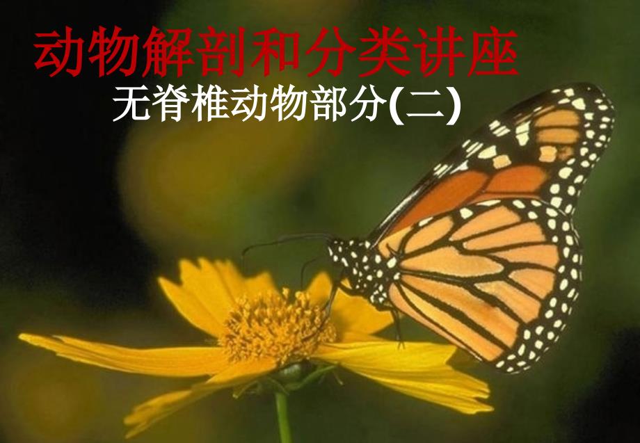 动物解剖和分类(2)3综述_第1页