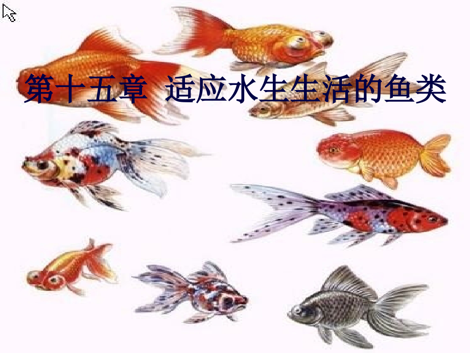 动植物学鱼纲及适应水生生活的鱼类的各种分析_第1页