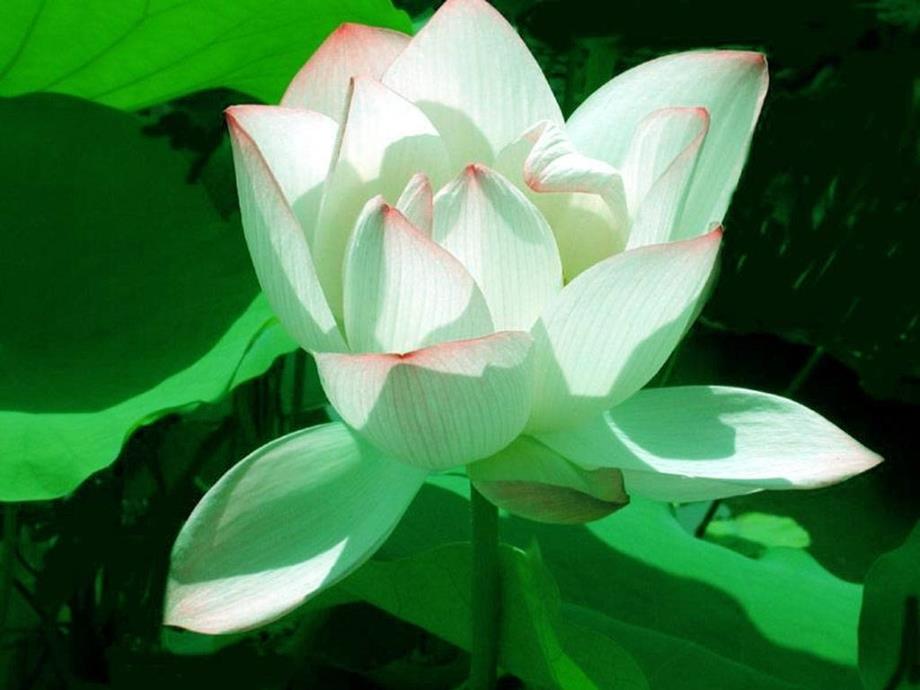 语文人教版部编初一下册《爱连说》ppt_第1页