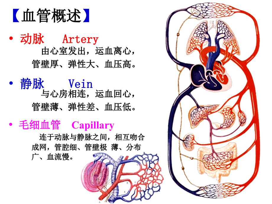 脉管系统动脉教程_第1页