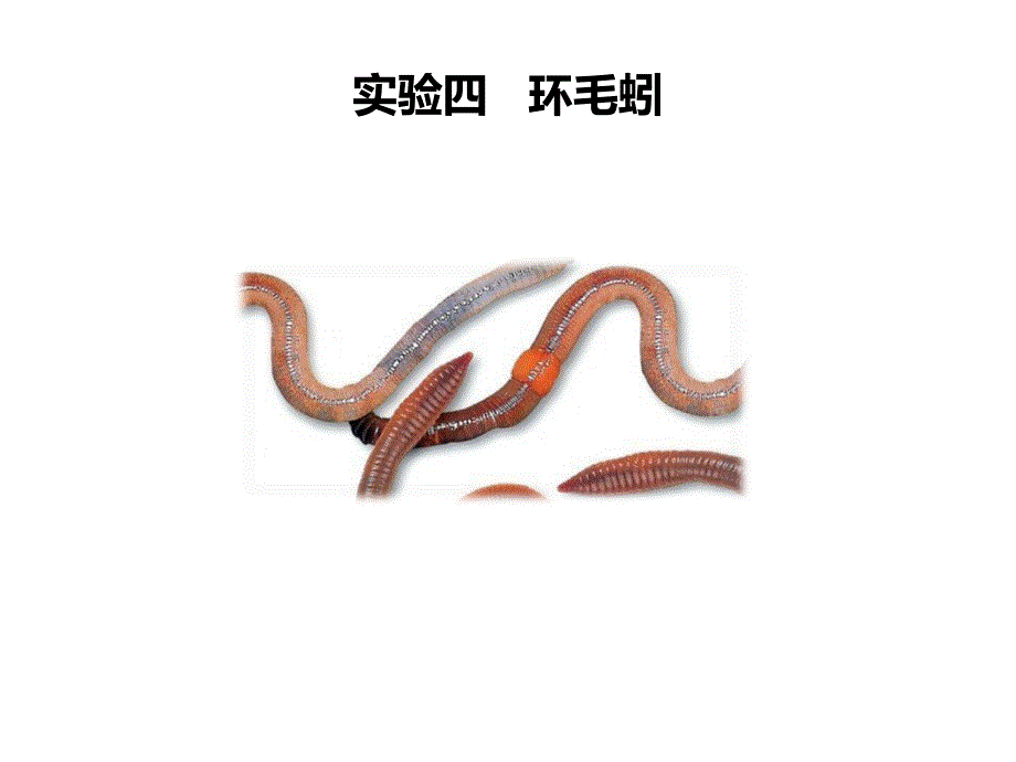 实验4-环毛蚓教材_第1页