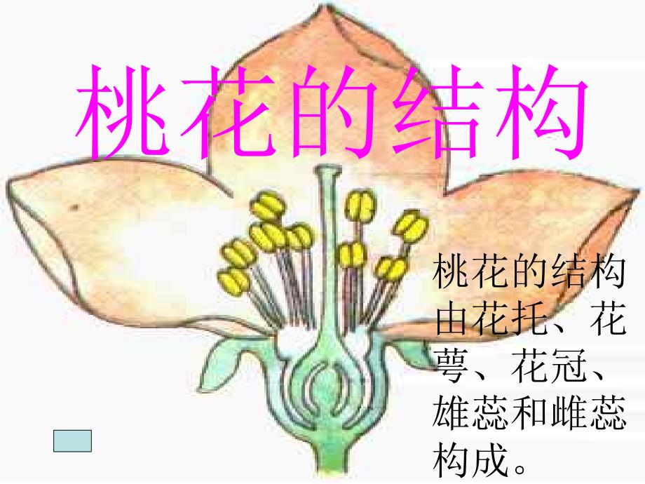 七级科学桃花的结构_第1页