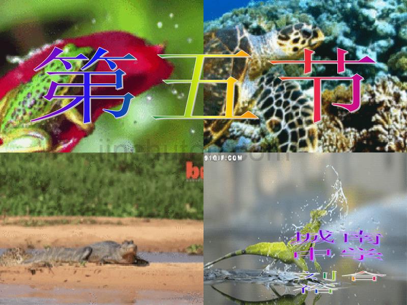 八年级生物上册五单元一五两栖动物和爬行动物_第1页