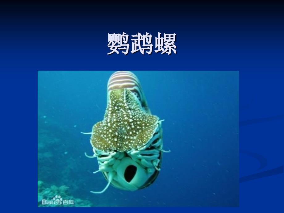 鹦鹉螺试讲ppt讲解_第1页