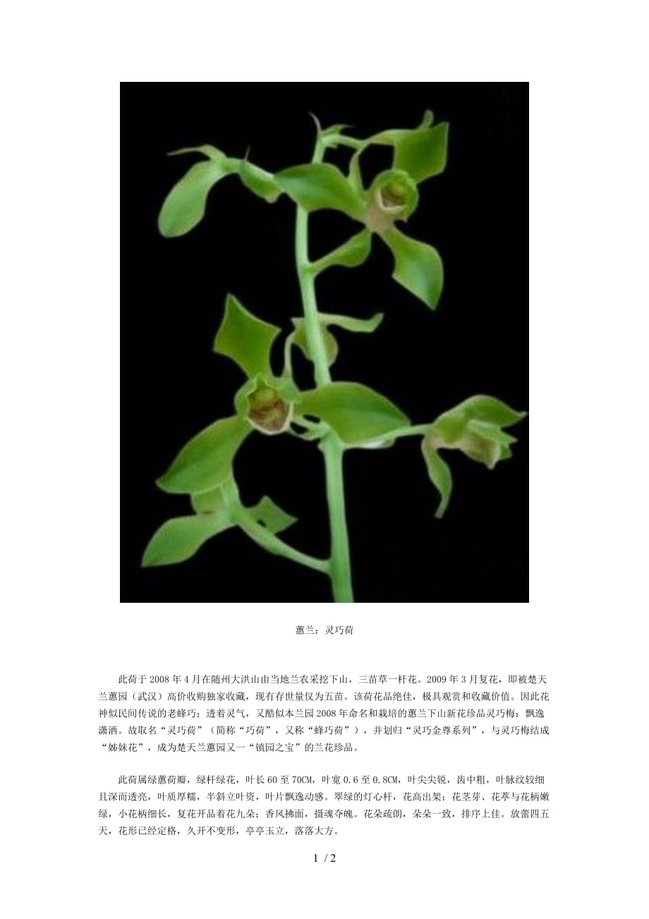 湖北蕙兰名品_第1页