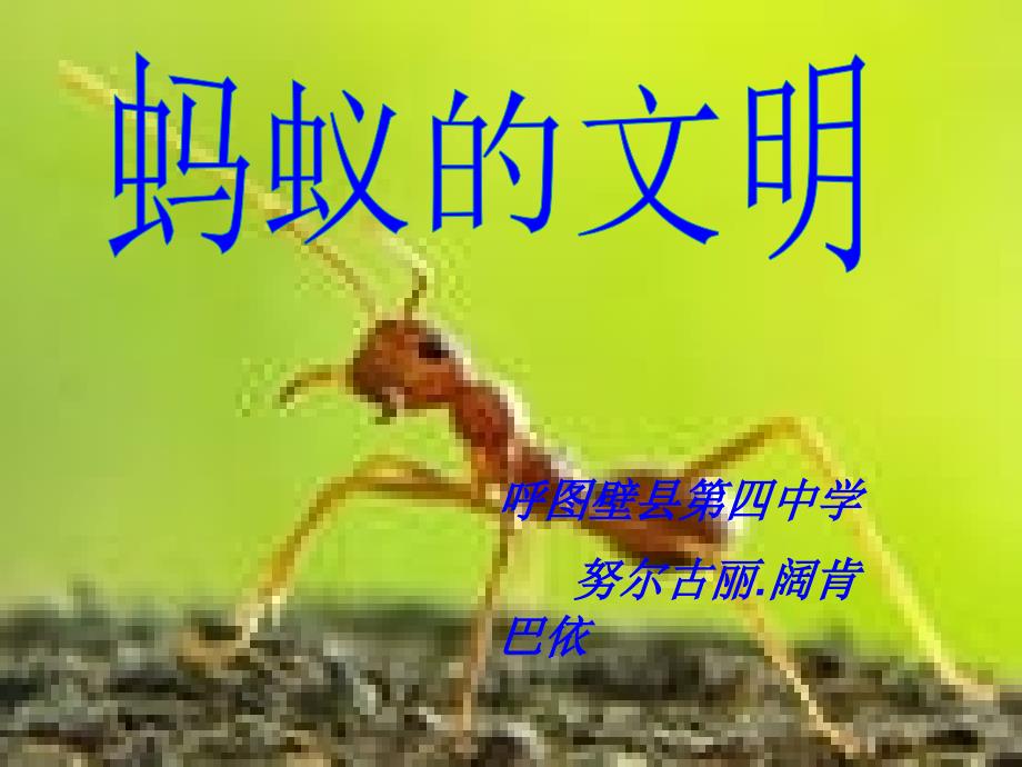语文人教版八年级下册蚂蚁的文明_第1页
