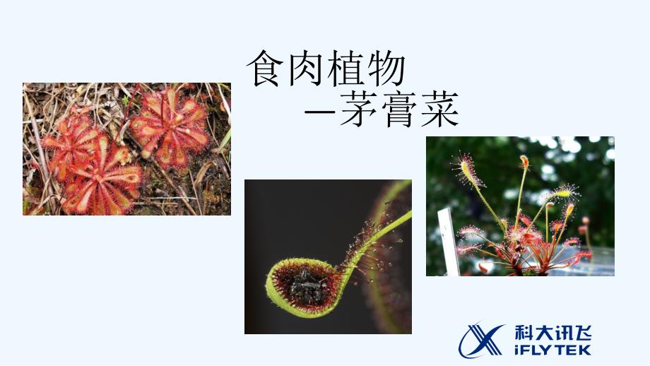 茅膏菜_第1页