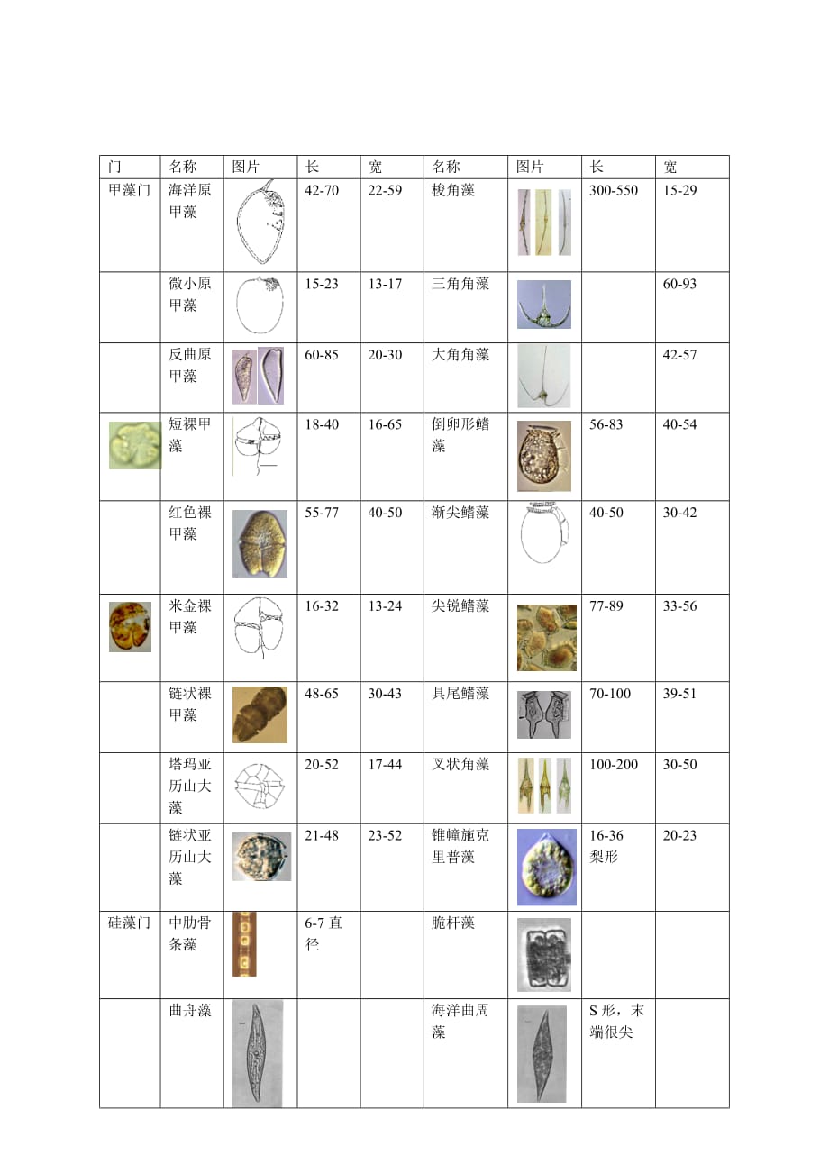 常见浮游生物整理_第1页