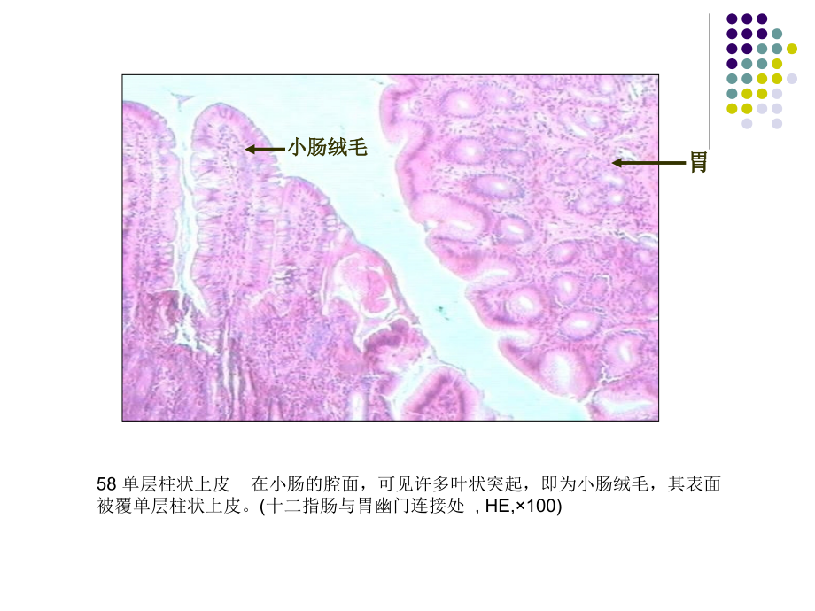 河北联合大学组培实验临床专用_第1页