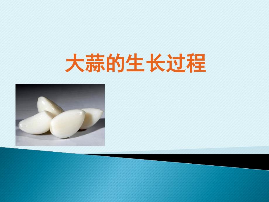 生物作业_大蒜的生长过程_第1页