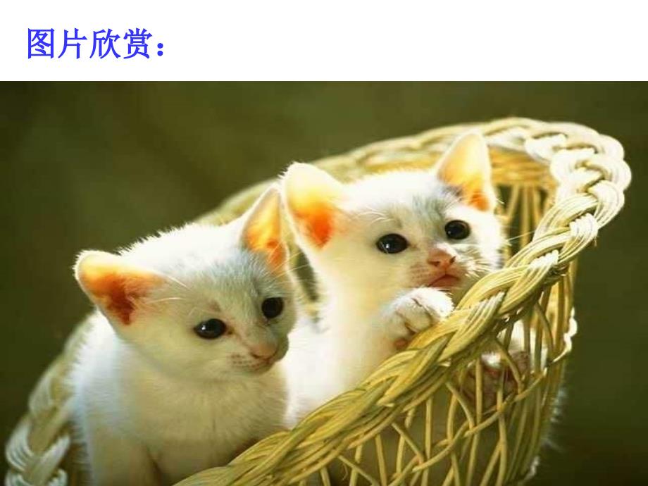 17课猫PPT课件【部编本人教版七年级语文上册】_第1页