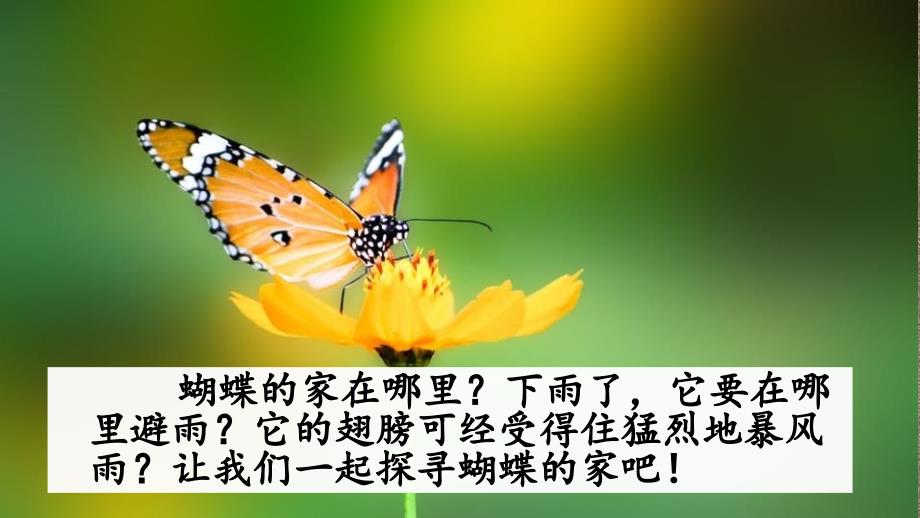 部编人教版四年级上册语文8 蝴蝶的家 PPT课件_第1页