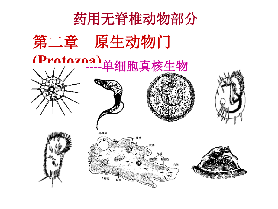 CH2原生动物-医学资料_第1页